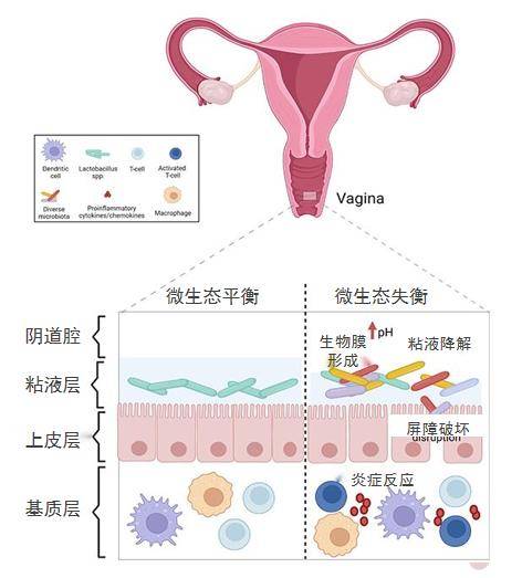 关于女性私密之美的探索-第3张图片