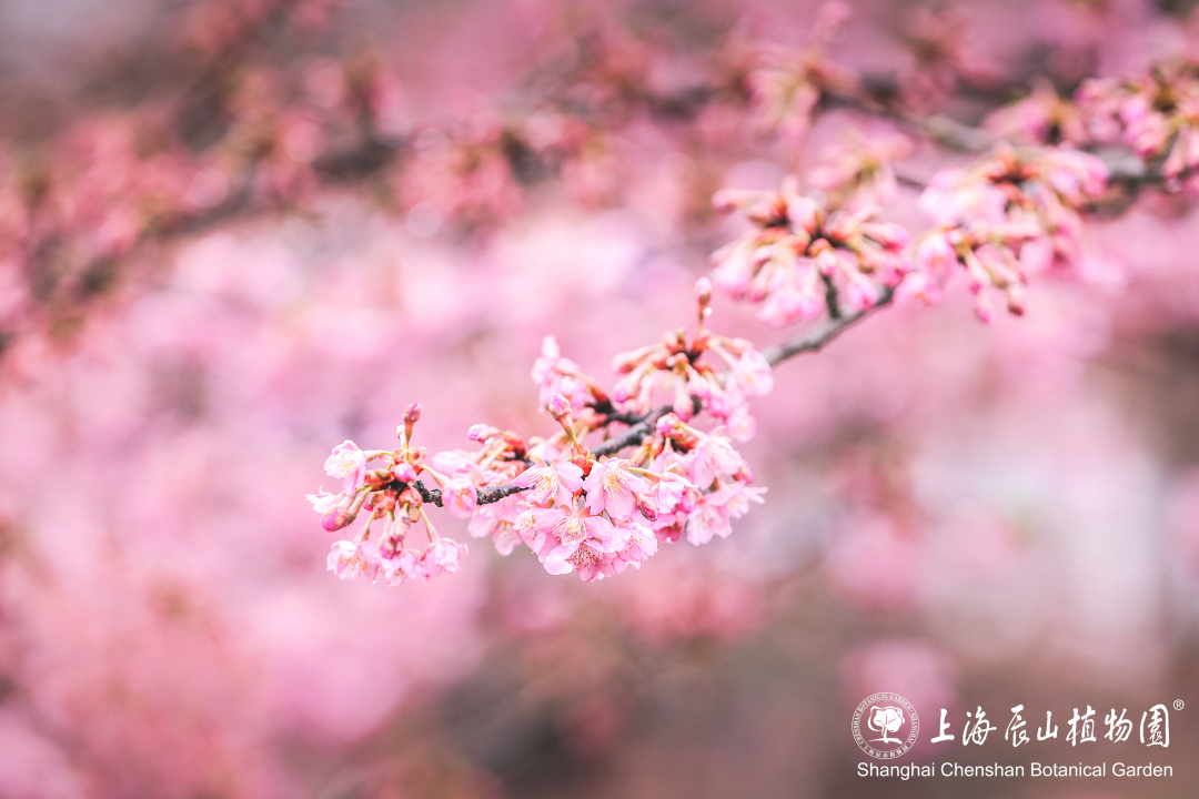 探索在小小的花蕾深处——XL樱花的奥秘
