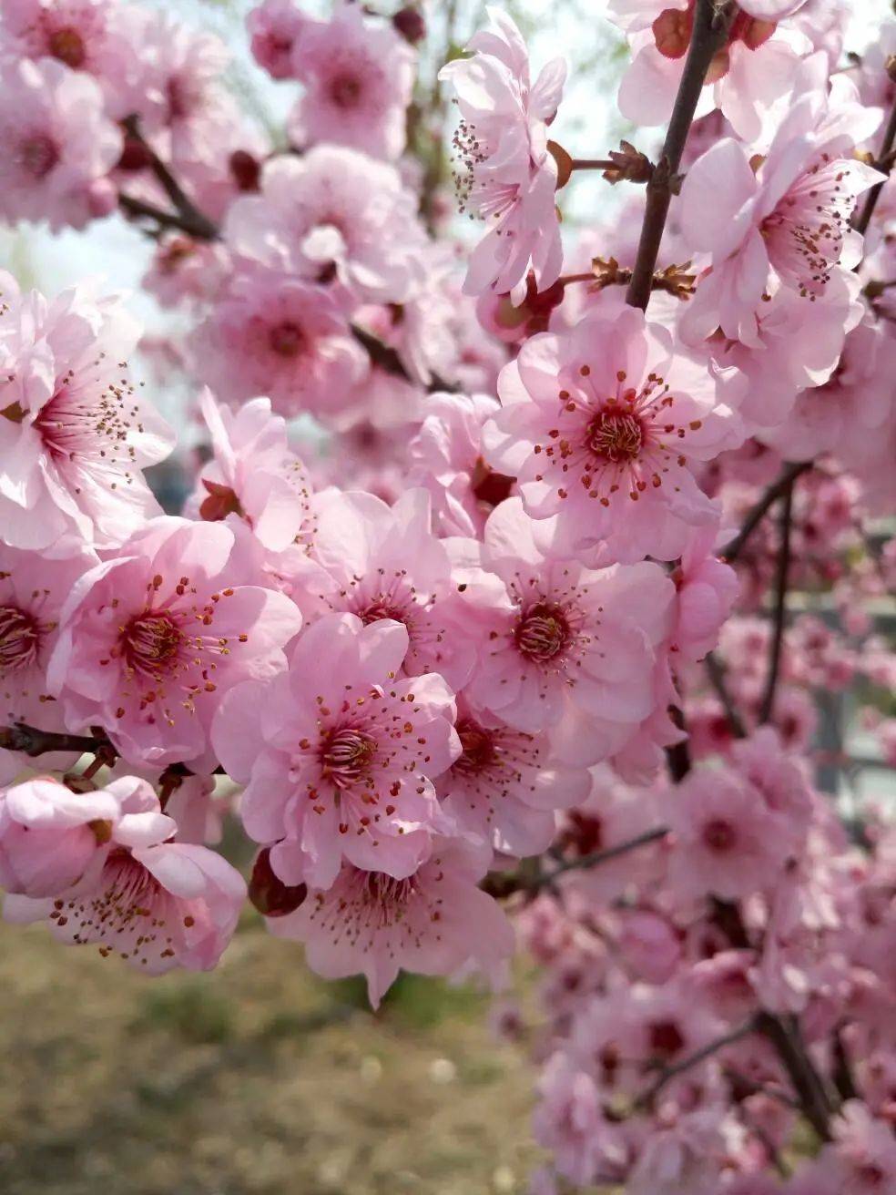 桃花视频，高清免费在线观看的精彩世界-第3张图片
