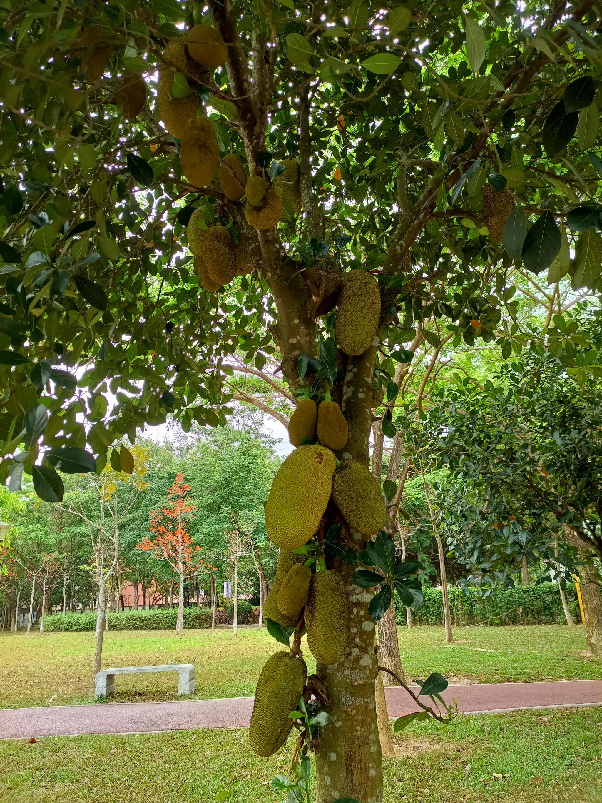 菠萝菠萝蜜高清在线视频免费下载菠萝菠萝蜜高清在线视频免费，探索网络视频的魅力与边界-第2张图片