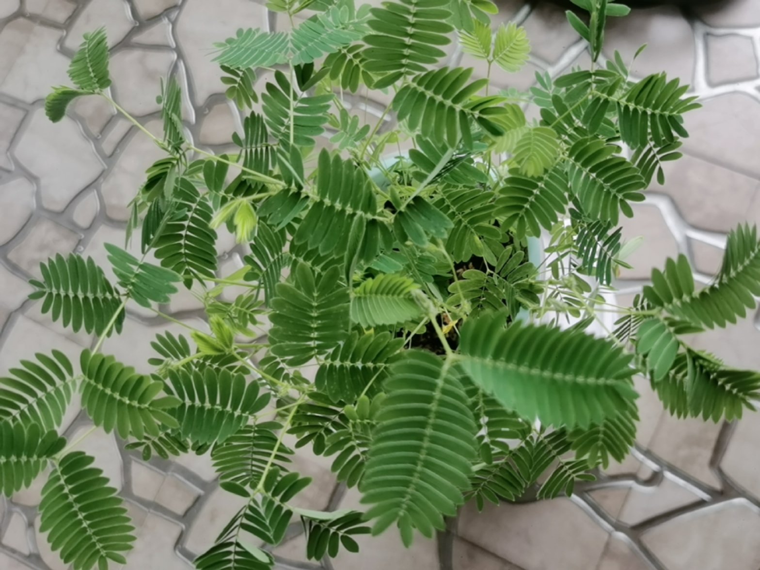 含羞草app视频在线观看，探索其功能与体验