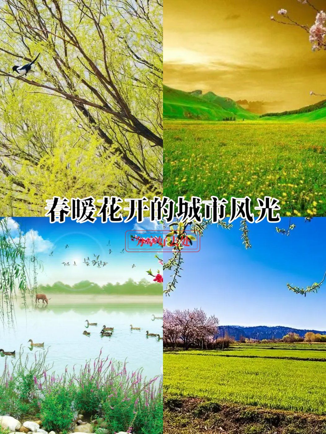 桃花景色视频MV桃花盛开，美景如画——记一部以桃花景色为背景的视频MV-第3张图片