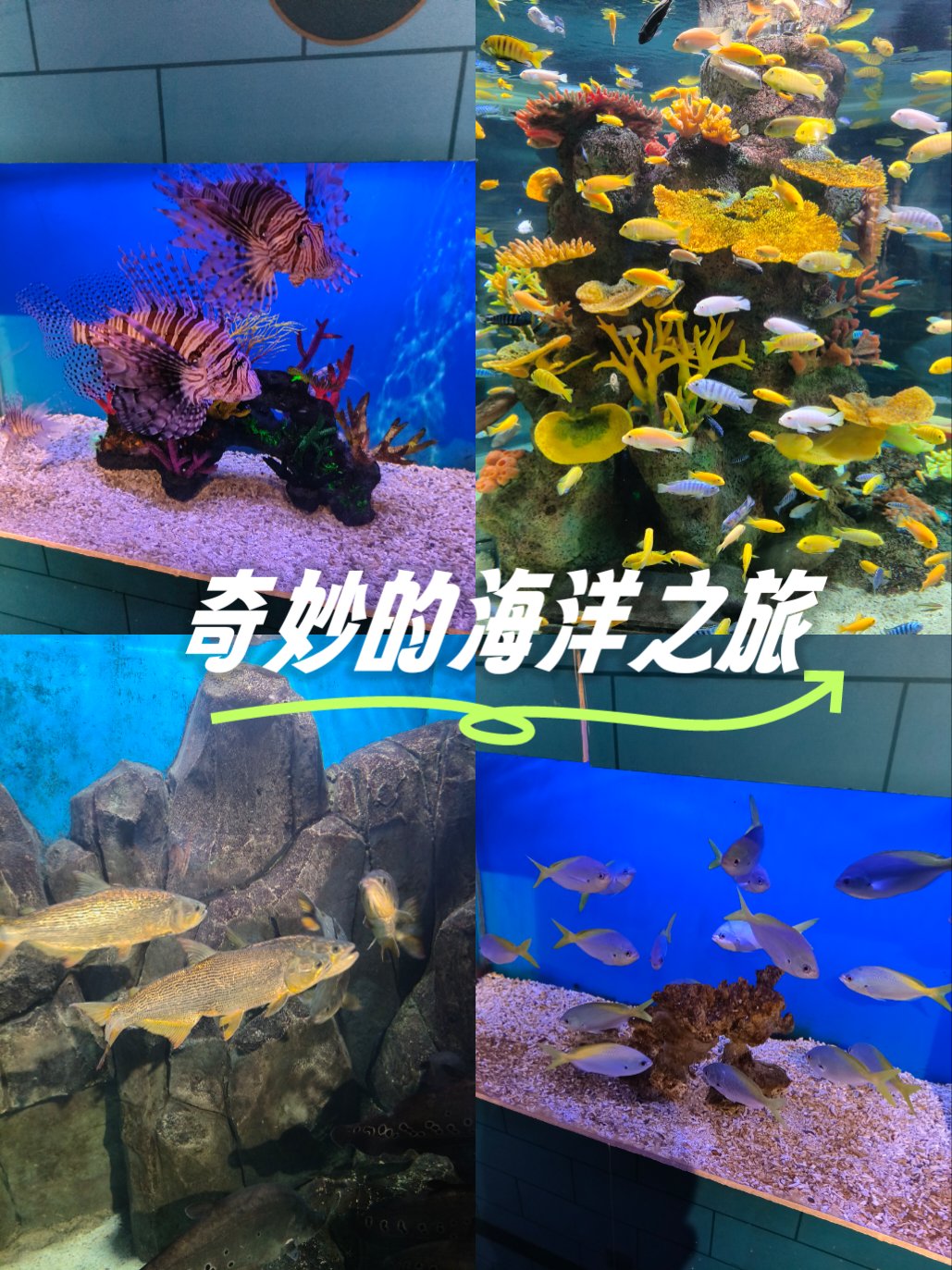 海界之谜，探索无垠的海洋世界