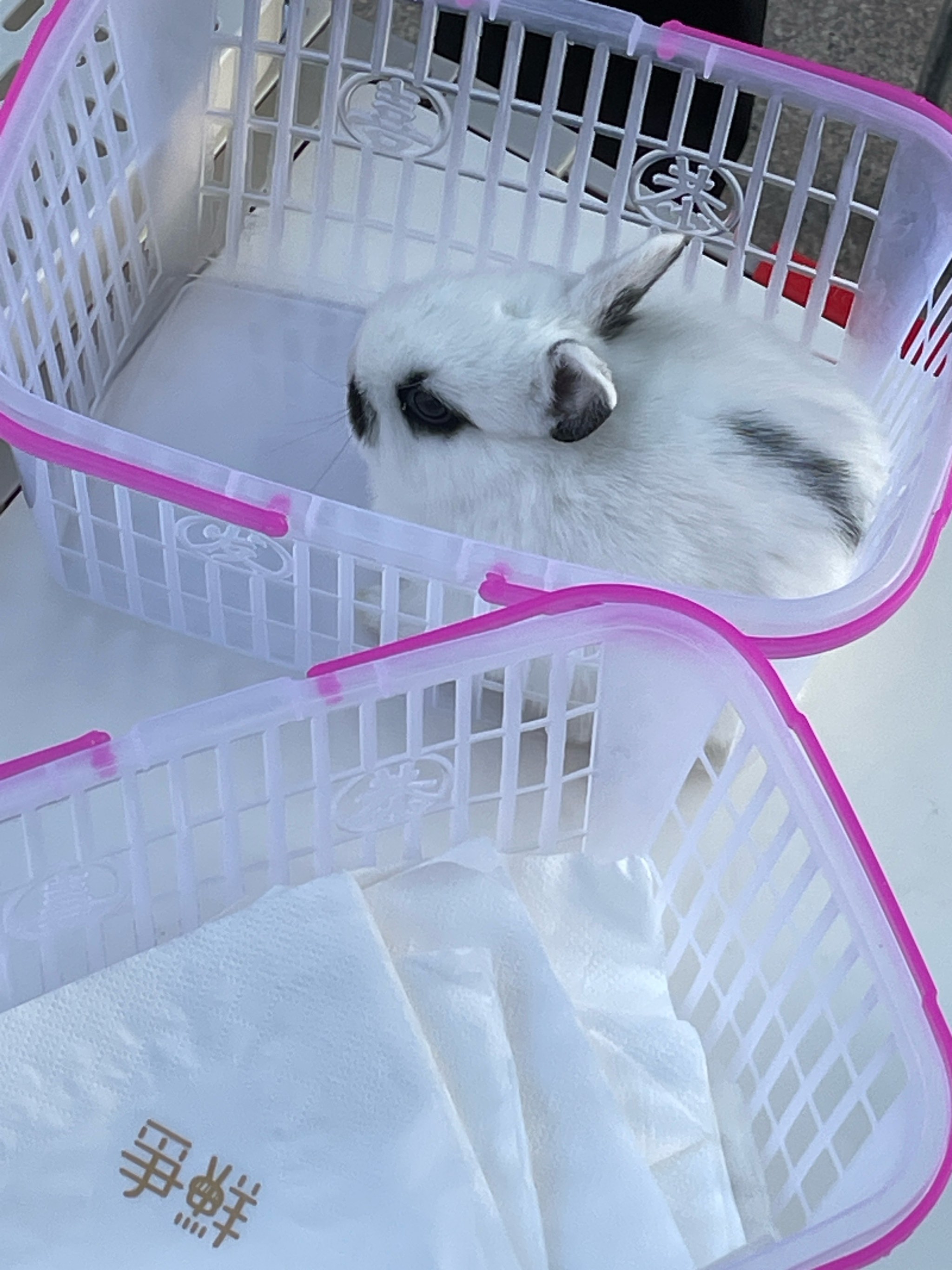 女生如何与自己的小兔兔互动