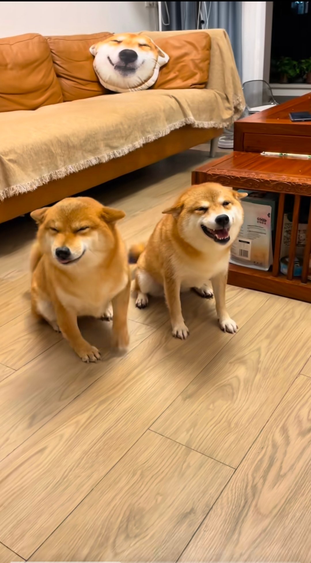 与狗狗共度的真实感