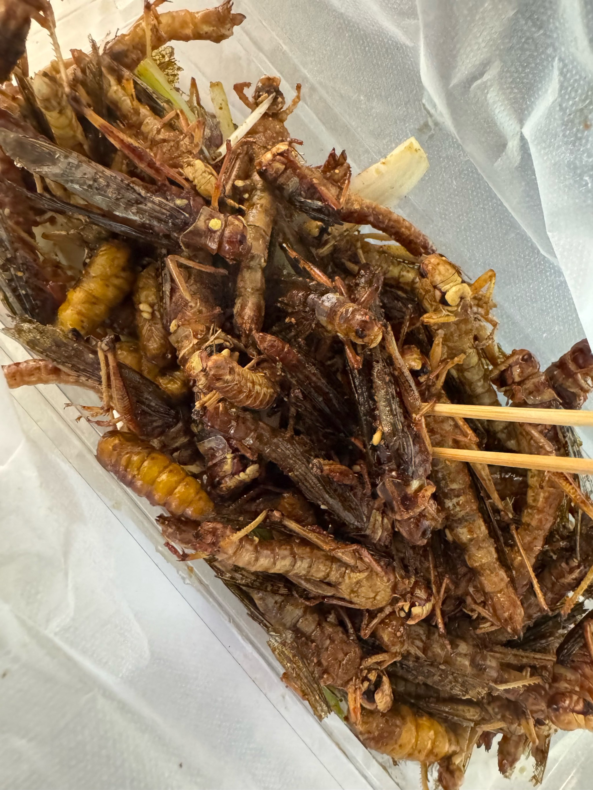 叔叔的大虫子进去吃小虫子叔叔的神秘大虫子探险记，大虫子与小虫子的奇妙邂逅