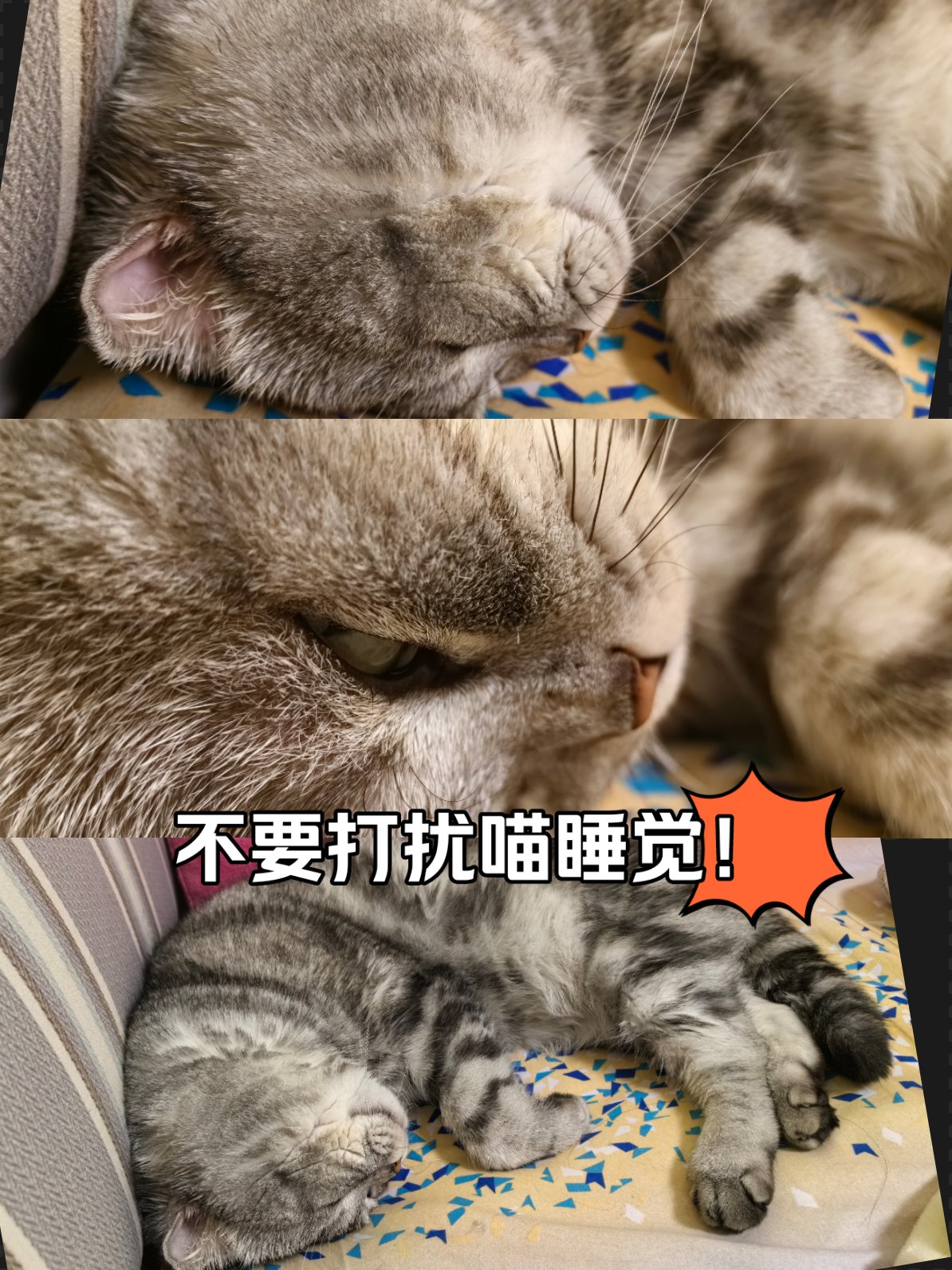 快猫记录生活的点滴，记录你的故事