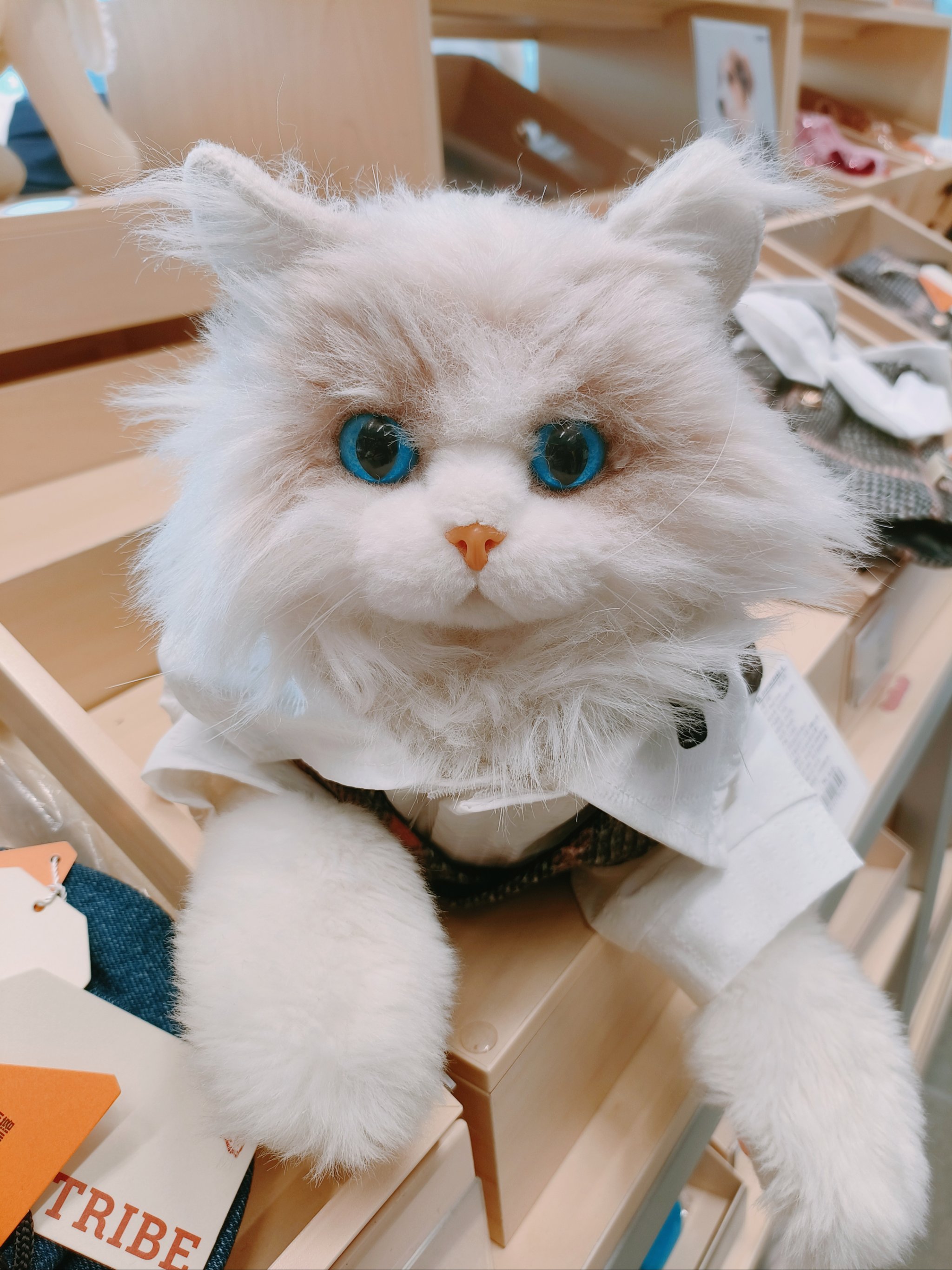 猫咪社区官方在线入口，探索与发现宠物的乐趣