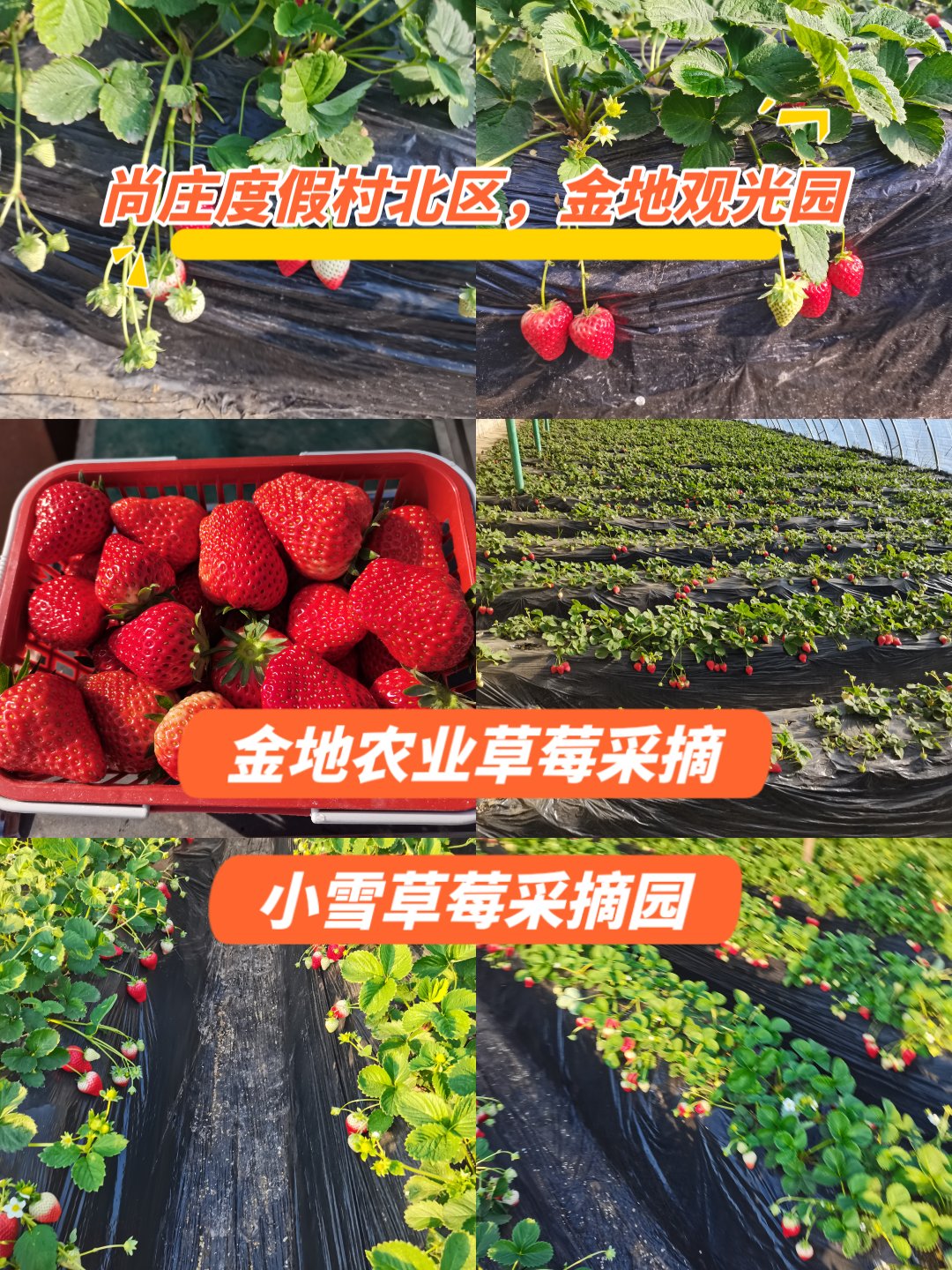 在线草莓，开启智慧农业新纪元