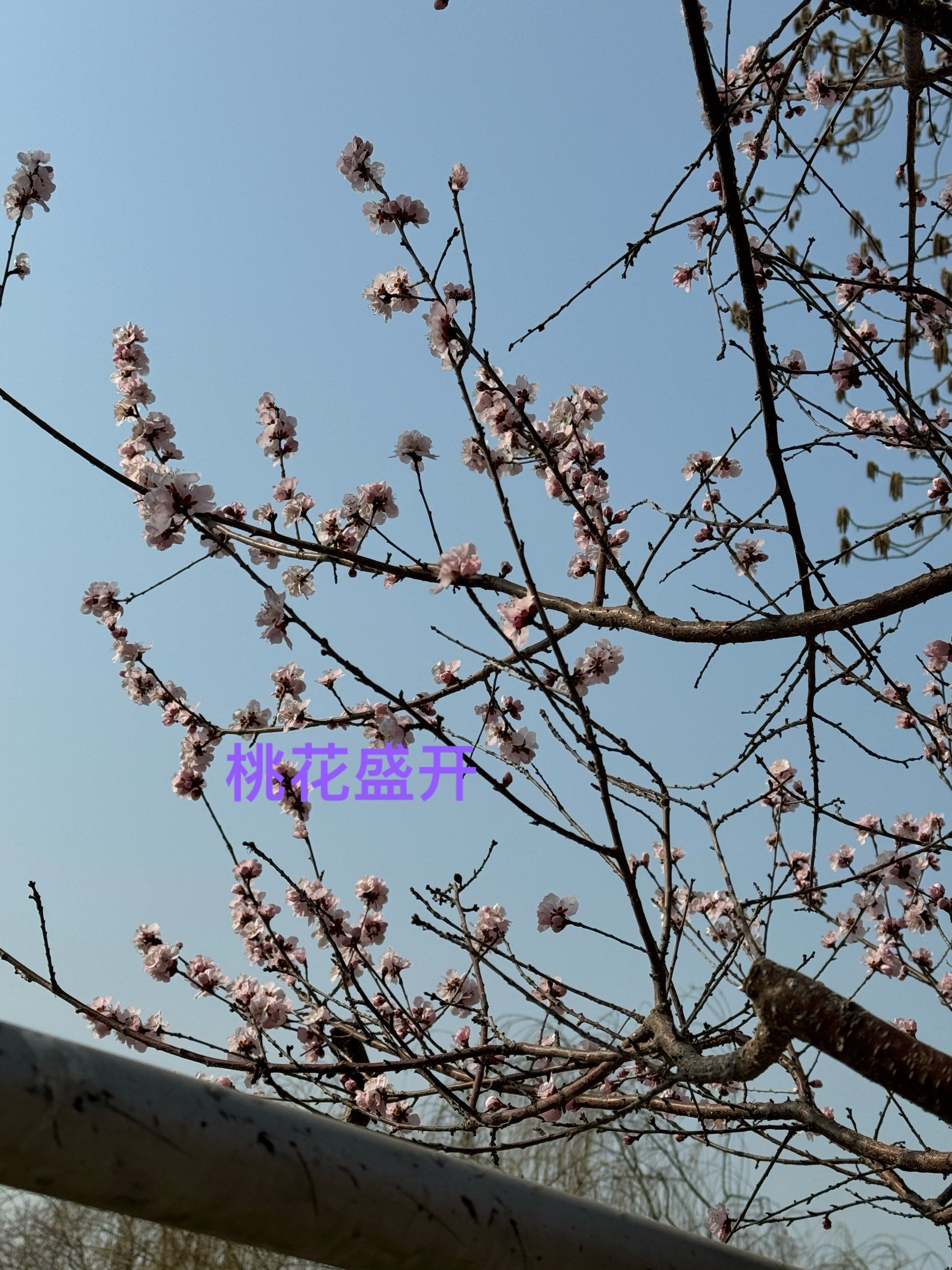 春暖花开性最新地址春暖花开时节，探索最新地址的独特魅力