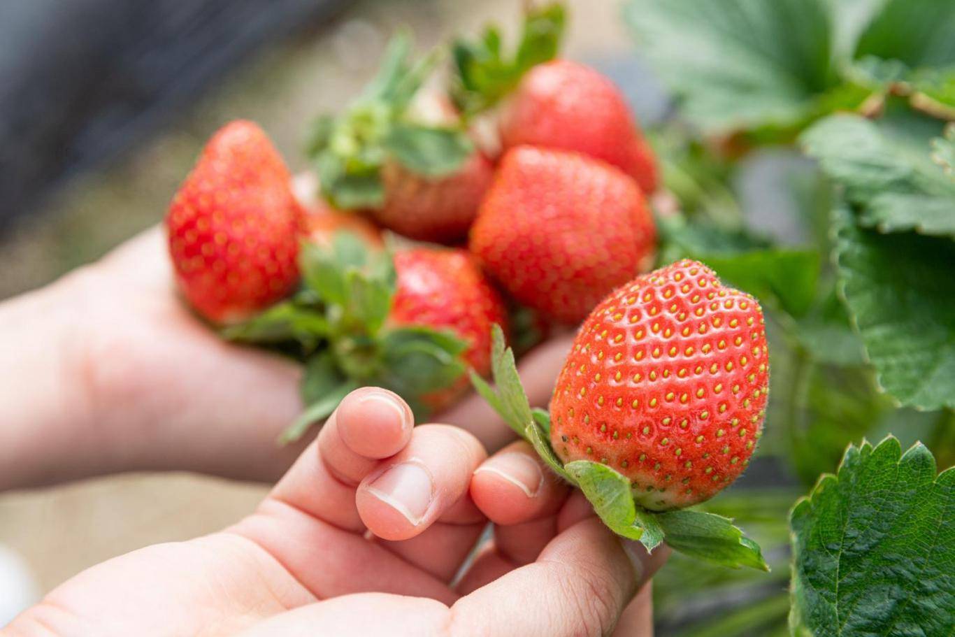 草莓视频在线下载app官方草莓视频在线下载app官方，探索视频世界的全新体验-第3张图片