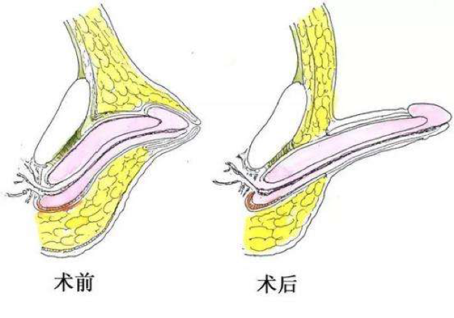 人与动物交配后会怀孕吗春雨医生怎么说人与动物交配后的伦理与科学探讨