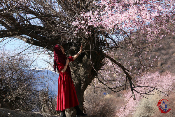 桃花直播免费观看桃花直播，免费观看的魅力之旅
