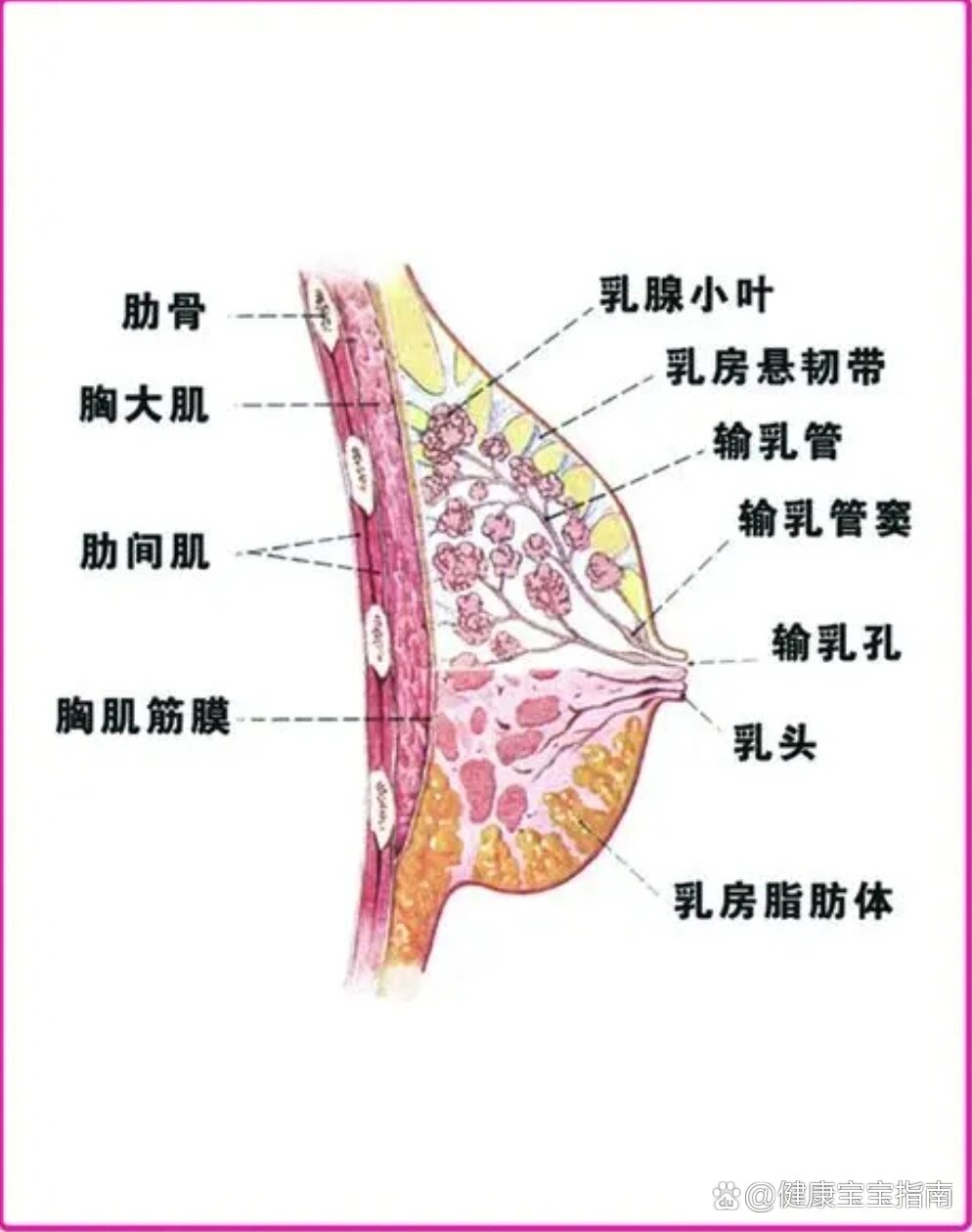 老公刚吸完奶乳头就疼怎么回事简单方法，轻松吃到自己的小豆豆-第2张图片