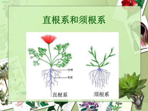 坐在学长的根茎上写句子学长的根茎之上的文字之旅