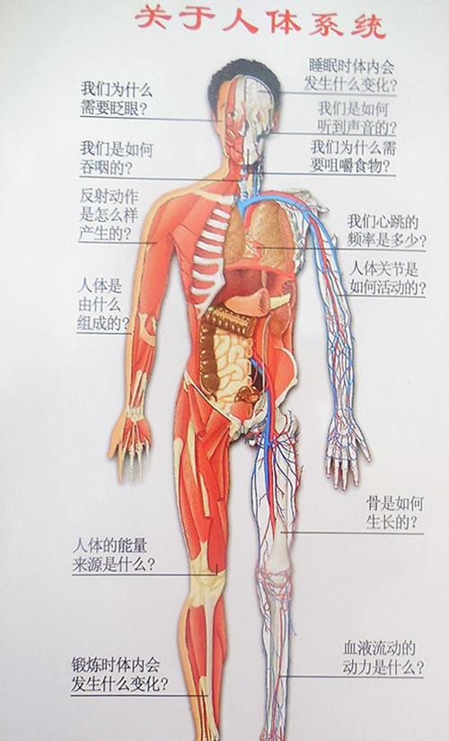 3GOGO人体做爰大胆3GOGO平台下的健康人体运动与大胆的探索-第2张图片