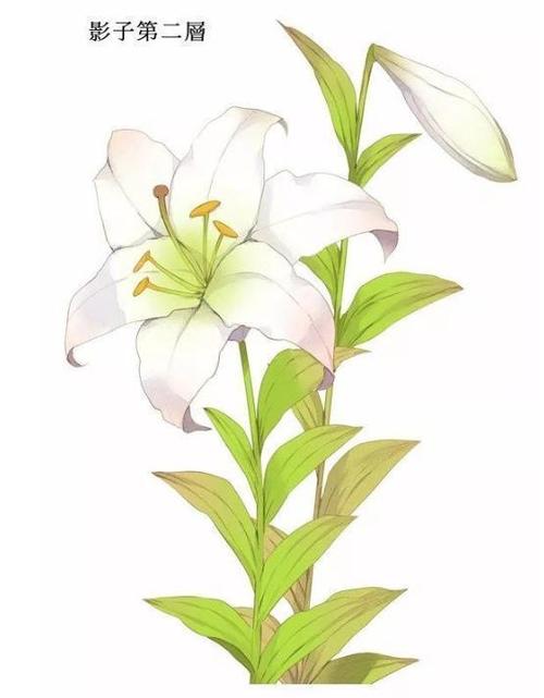 百合做运动视频教程网站大全百合运动视频教程网站，健康生活的最佳伴侣-第1张图片