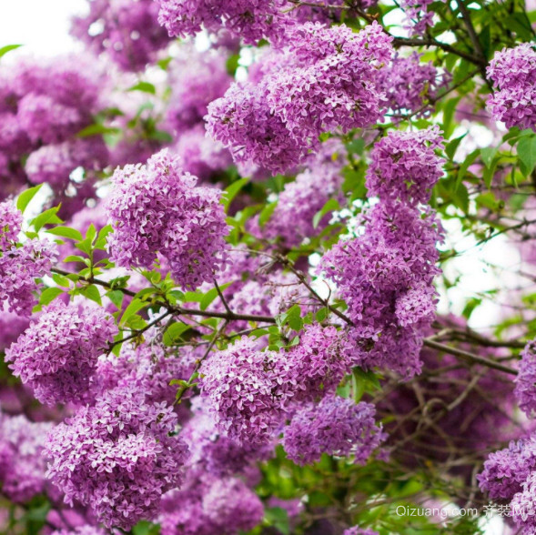 五月丁香花盛开，快乐与您共度时光——开心五月丁香花综合网
