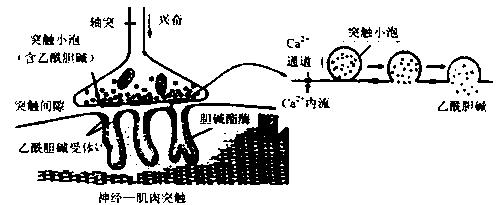 关于一亲二膜三叉四强五注射六的深度解析