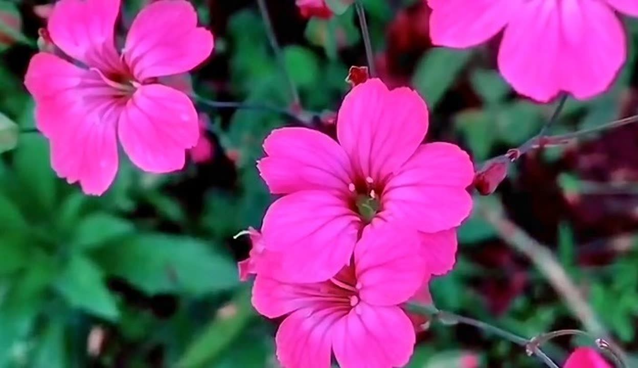 野花视频在线观看完整版最新6080野花视频在线观看完整版最新6的探索与体验