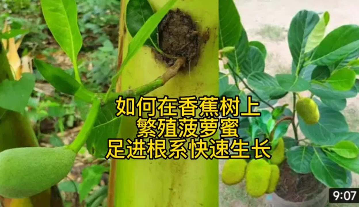 香蕉菠萝蜜视频在线入口观看探索香蕉菠萝蜜视频在线入口的奇妙世界-第2张图片