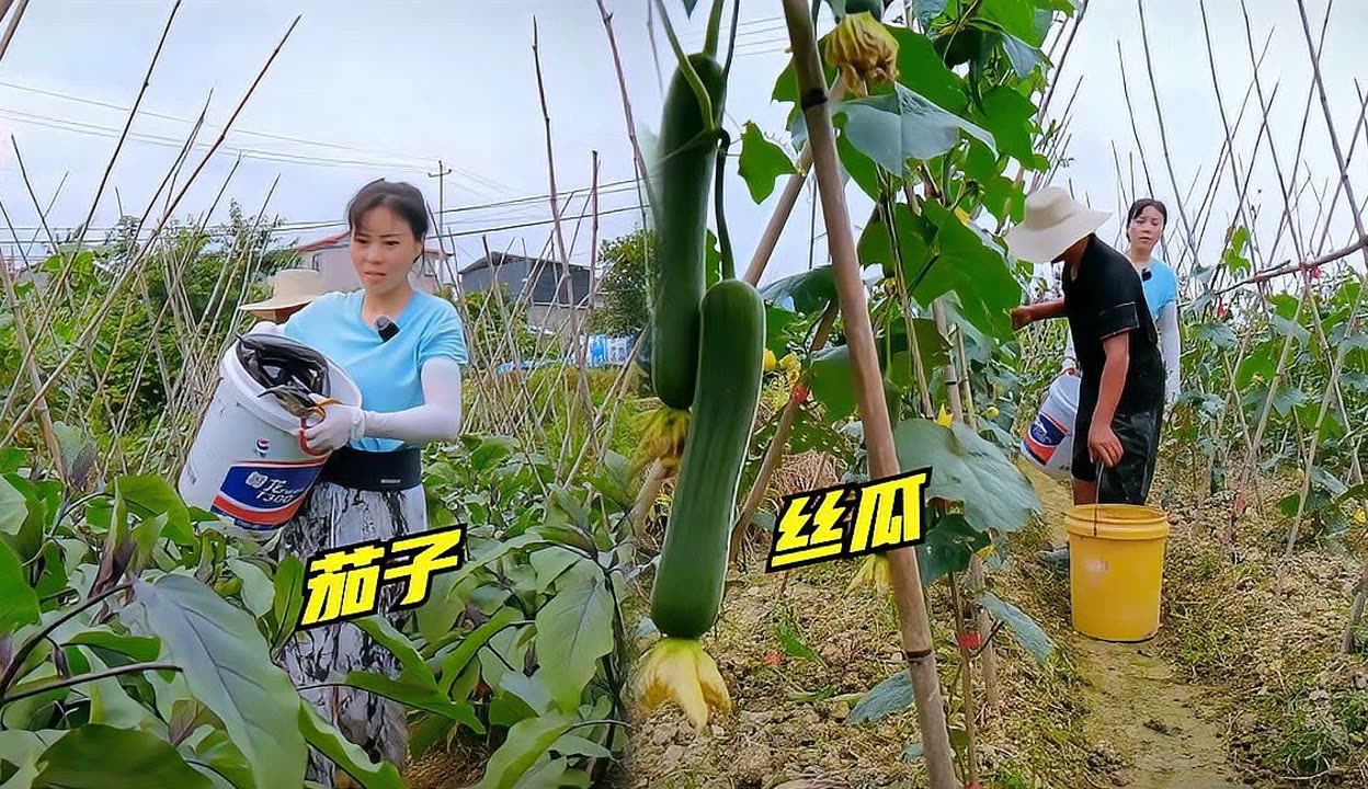 茄子视频在线无限看-丝瓜IOS苏州晶体公司红茄子视频在线无限观看体验——丝瓜IOS苏州晶体公司红色魅力-第2张图片