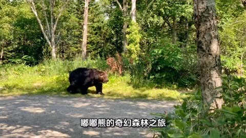 嘟嘟熊嘟嘟熊，森林中的守护者-第1张图片