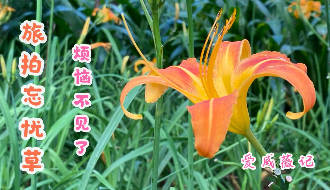 忘忧草视频免费大全，中文字幕下的视觉体验