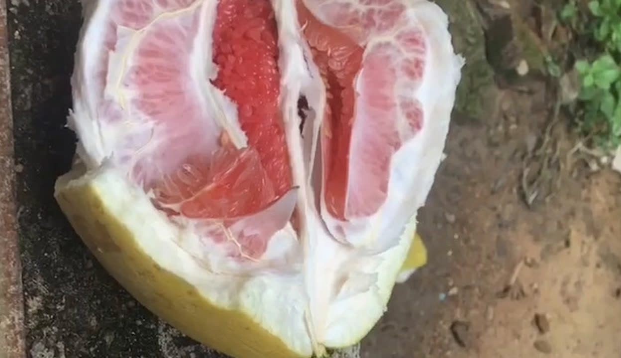 蜜柚视频在线观看高清完整版蜜柚视频，高清完整版在线观看的魅力之旅