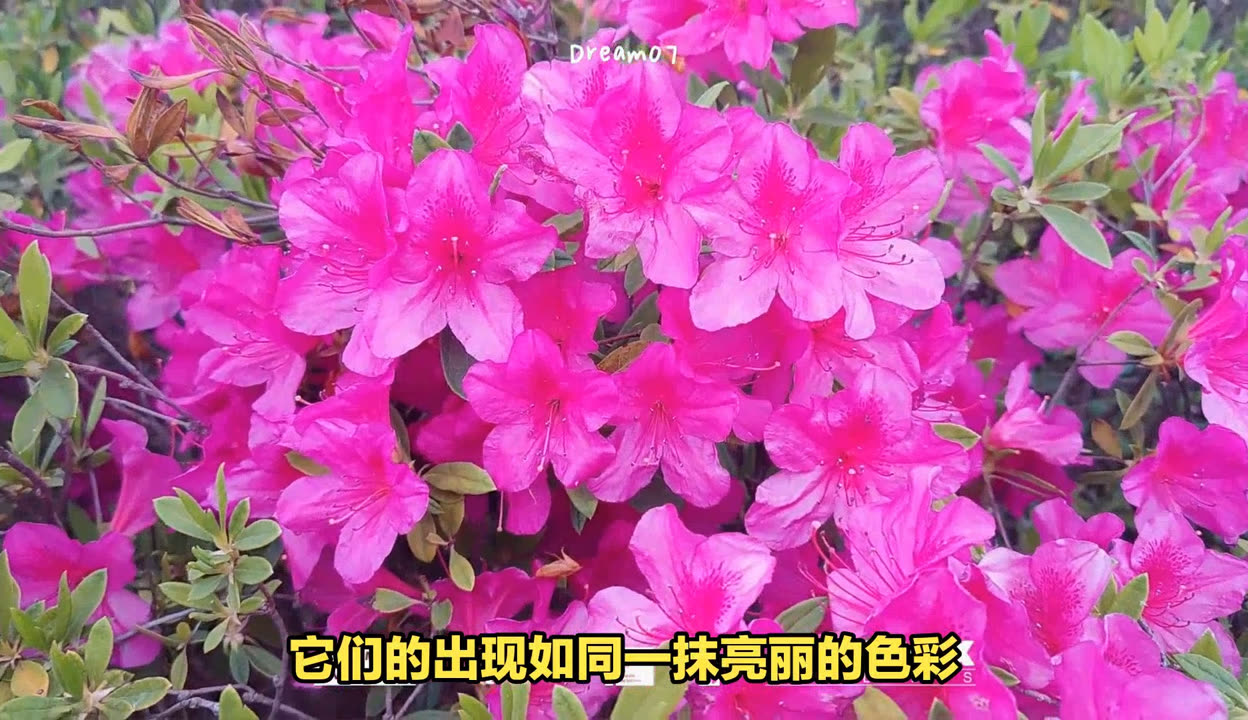 樱花草 在线播放樱花草在线播放免费高清观看的魅力之旅-第3张图片