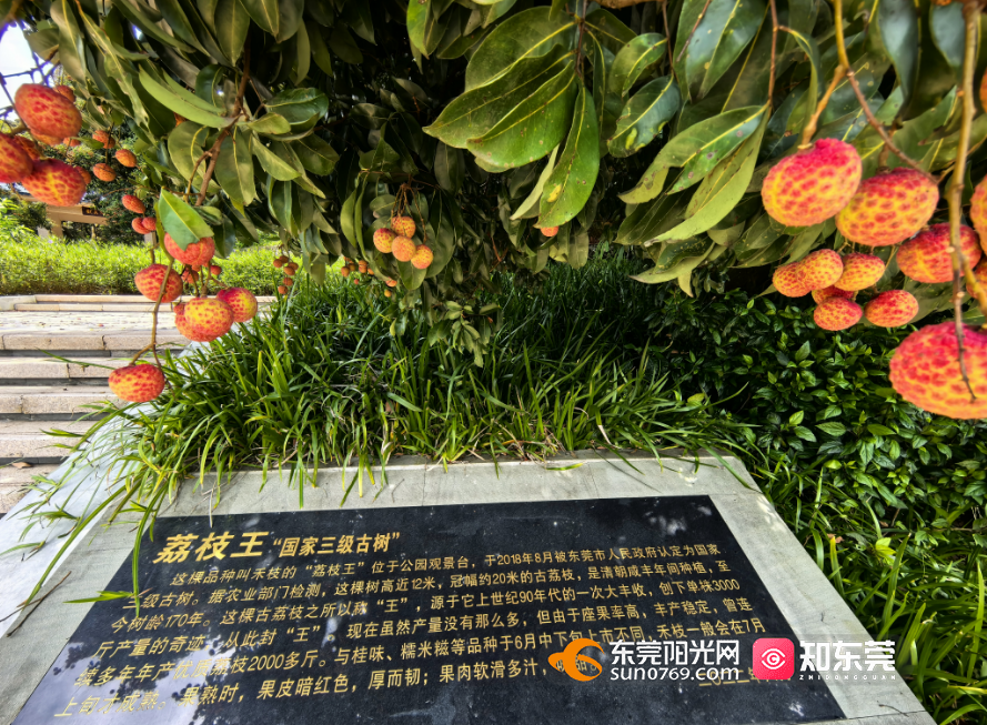 荔枝的独特魅力，一颗一颗的推进之旅-第2张图片