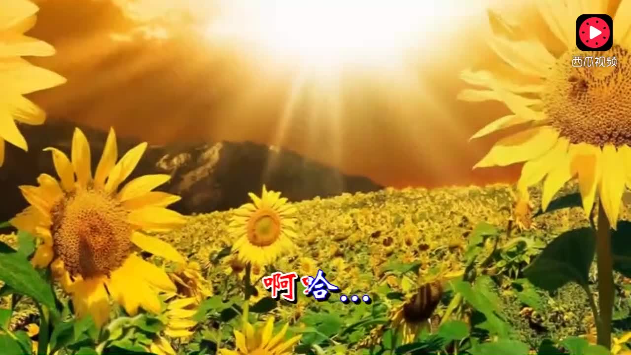 青青河边草，免费观看西瓜动漫的乐趣