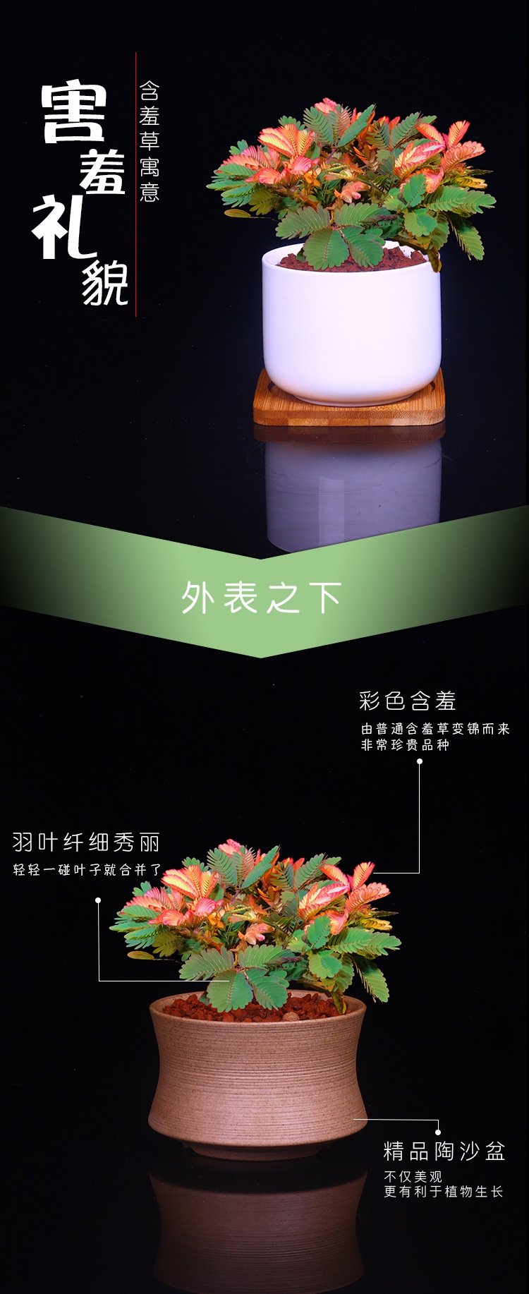 含羞草实验研究所入口免费网站直接进入含羞草实验研究所入口，免费网站直接进入的探索之旅-第1张图片