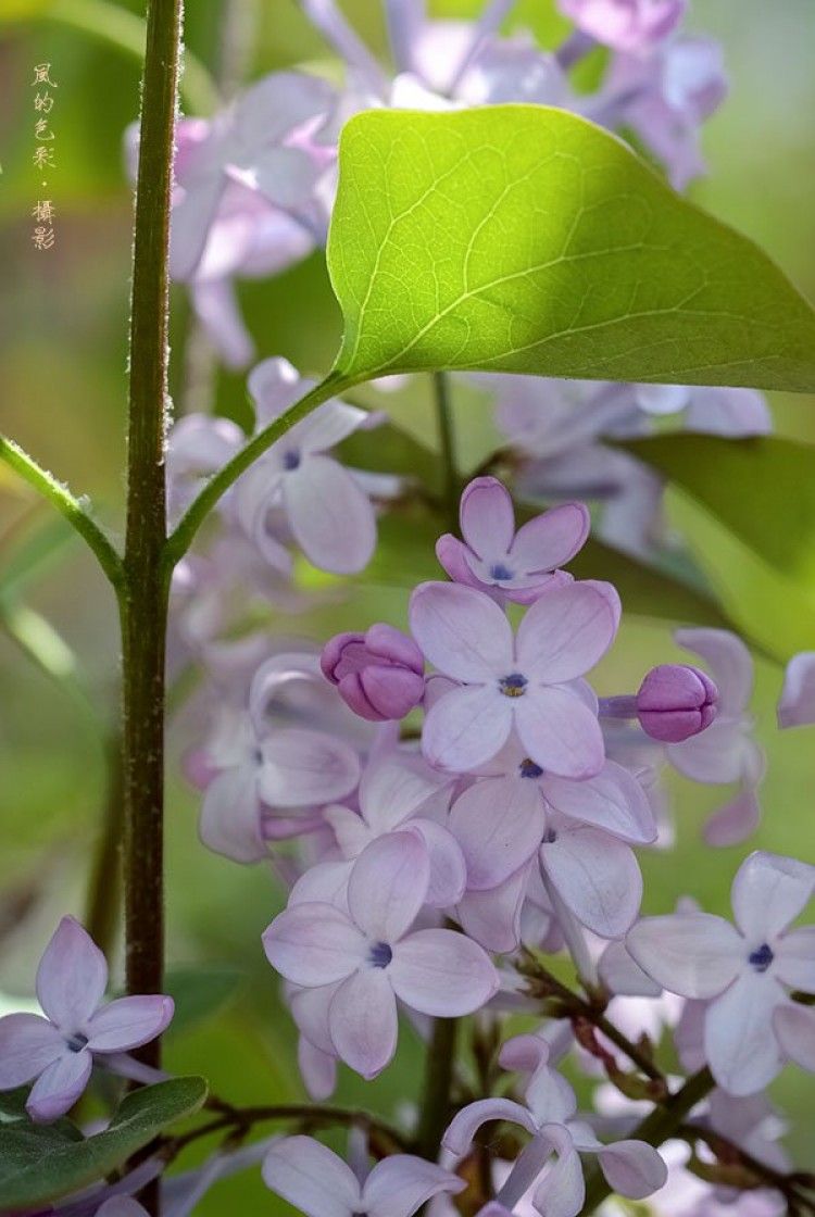 丁香花高清在线观看完整 剧情探索快乐与色彩的界限——关于开心色情的探讨-第1张图片