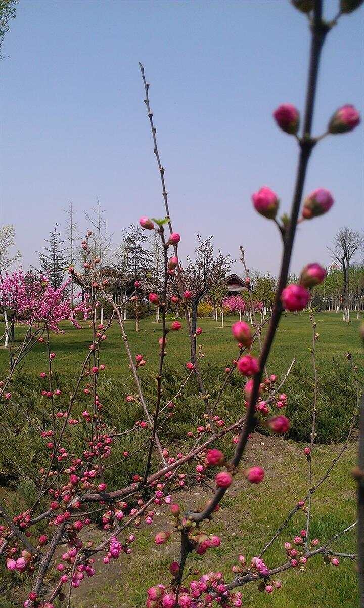 桃花视频，免费观看完整版高清全文的魅力之旅