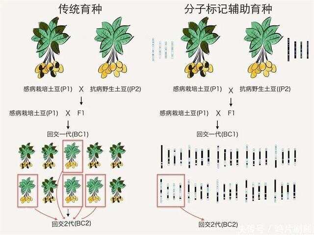 人与动物牲交，伦理、生态与人类行为的反思-第2张图片