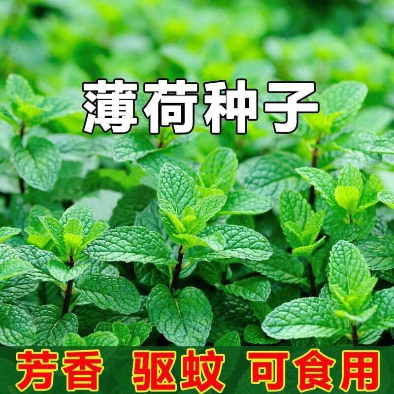 玩具入侵，金银花露的奇妙世界