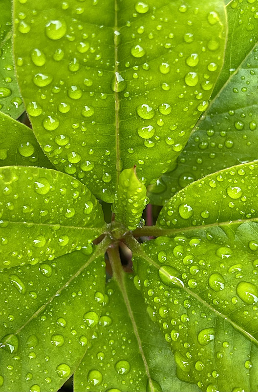 春雨直播在线下载免费观看动漫春雨直播在线下载，探索数字时代的视听新体验