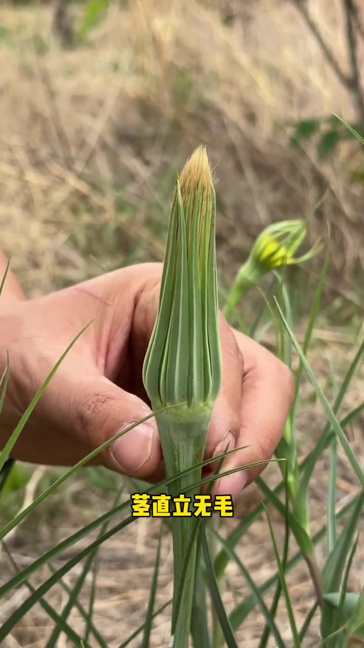 基萨尔野菜基萨尔野菜的魅力与价值-第2张图片