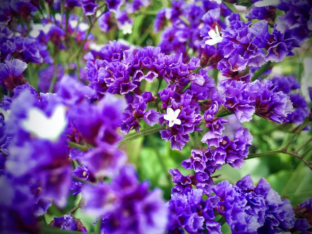 丁香花完整视频在线观看野花之美，高清在线观看与下载体验