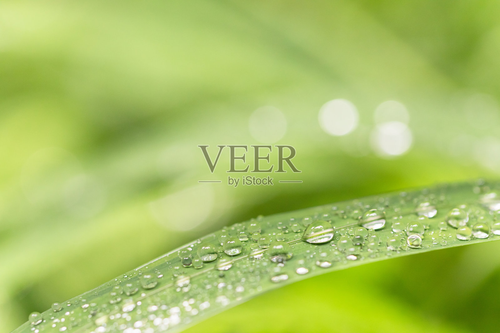 雨后的故事是啥?雨后的故事全集图片，那些被水滴唤醒的瞬间