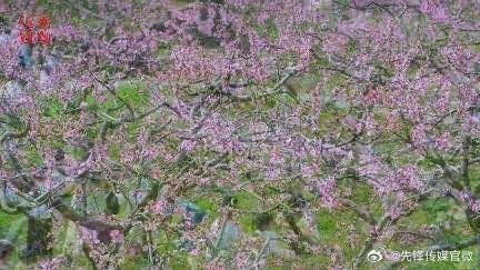 桃花盛开，在线观看视频播放新体验