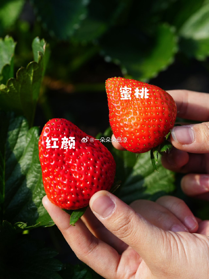 草莓樱桃水蜜桃草莓、樱桃与水蜜桃的甜蜜之旅