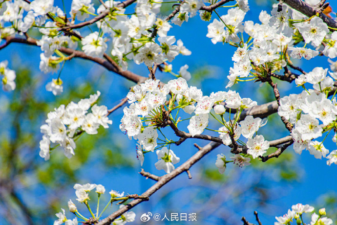 爱内梨花——绽放的美丽与深情-第2张图片