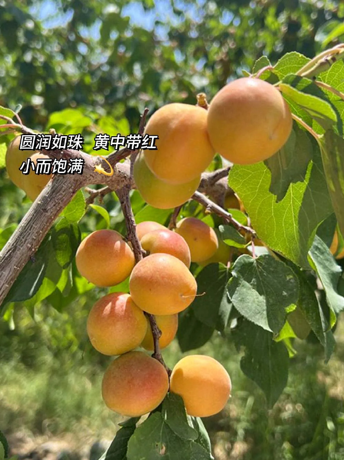 红杏视频，探索网络世界的精彩内容-第2张图片