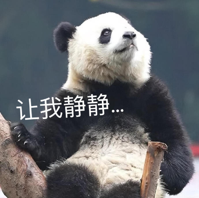 大熊猫的小惊喜，捡到游客的伞并细心撑开-第2张图片