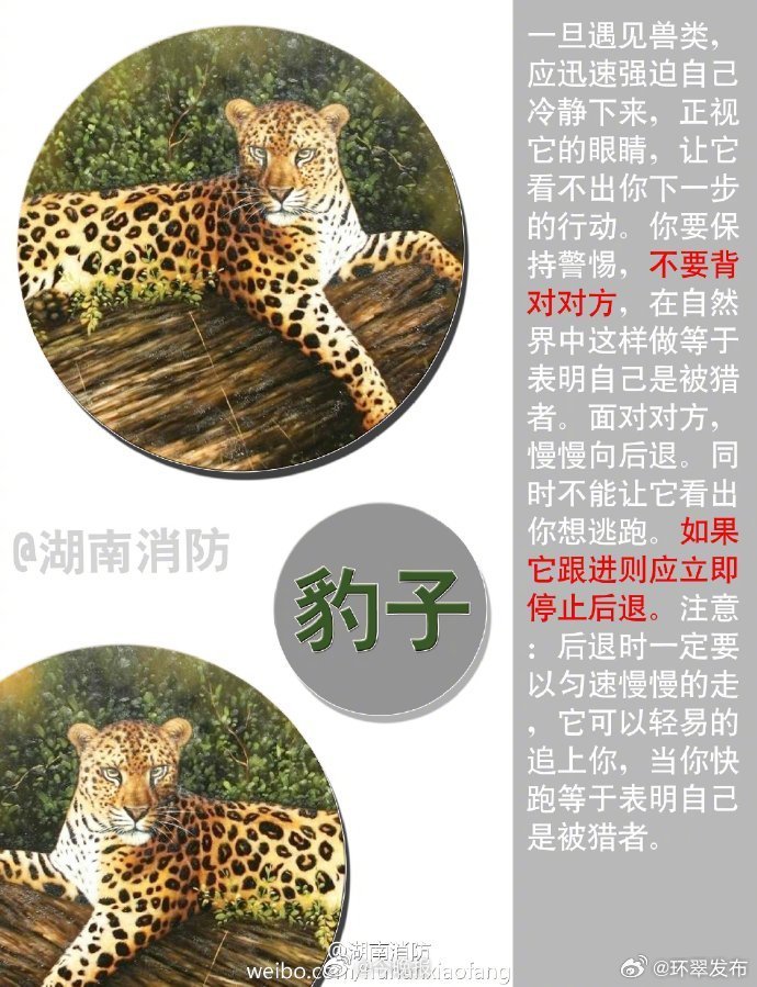 人与动物咬合力欧洲风情中的动物与人物互动——一次奇妙的咬体验-第2张图片