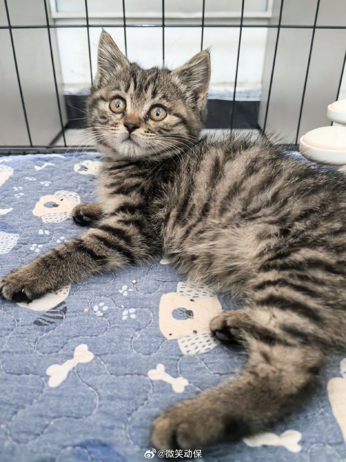 2021猫咪最新地域网名贴吧2021年最热门的猫咪地域网名-第2张图片