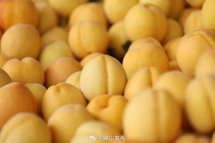 探索9612黄桃网站，IOS用户如何轻松进入-第1张图片