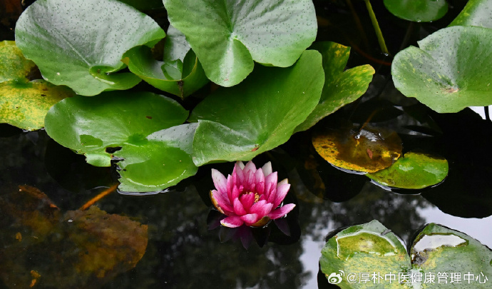 藕断丝连中的丝指的是藕的什么藕断丝连中的丝指的是藕的什么
